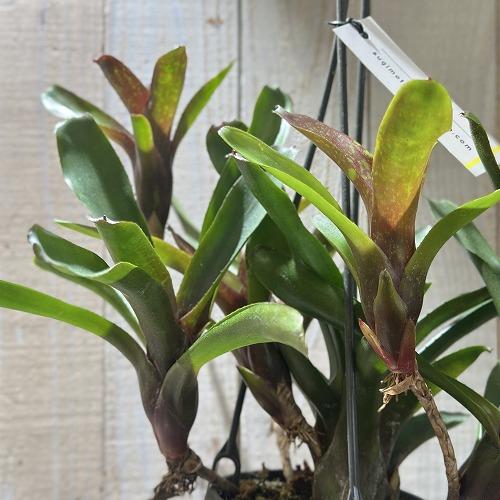 タンクブロメリア　ネオレゲリア ダルタニオン 3.5号吊り鉢(個体おまかせ1鉢)　インテリアグリーン 室内園芸 おしゃれ 可愛い かわいい |  | 04