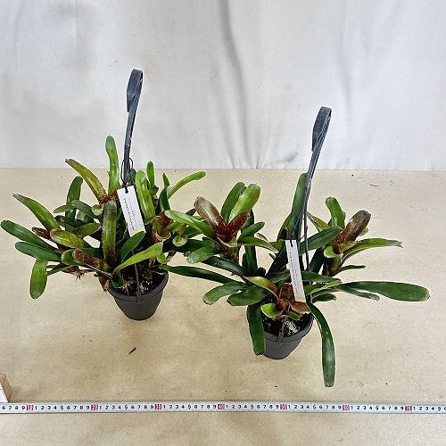 タンクブロメリア　ネオレゲリア ダルタニオン 3.5号吊り鉢(個体おまかせ1鉢)　インテリアグリーン 室内園芸 おしゃれ 可愛い かわいい |  | 05