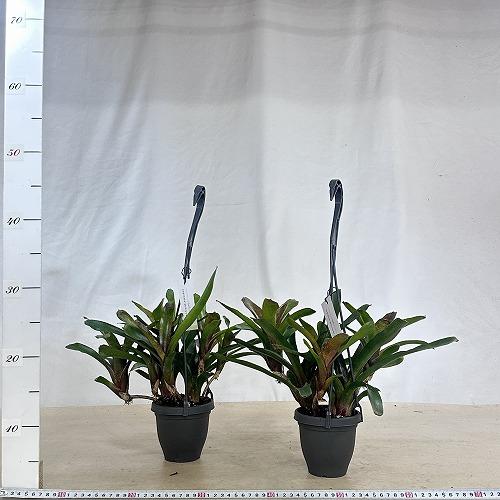 タンクブロメリア　ネオレゲリア ダルタニオン 3.5号吊り鉢(個体おまかせ1鉢)　インテリアグリーン 室内園芸 おしゃれ 可愛い かわいい |  | 06