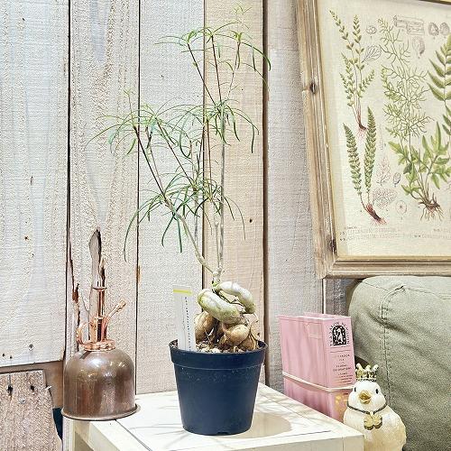 多肉植物 ユーフォルビア ヘディオトイデス 3.5号(個体おまかせ1鉢