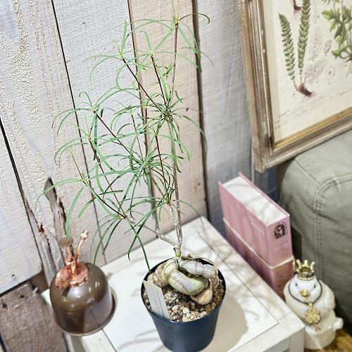 多肉植物 ユーフォルビア ヘディオトイデス 3.5号(個体おまかせ1鉢