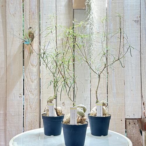 多肉植物 ユーフォルビア ヘディオトイデス 3.5号(個体おまかせ1鉢