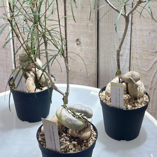 多肉植物 ユーフォルビア ヘディオトイデス 3.5号(個体おまかせ1鉢