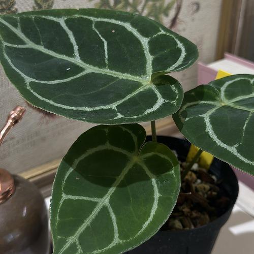 観葉植物 アンスリウム ドラヤキ(Dorayaki×Red crystallinum) 3.5号
