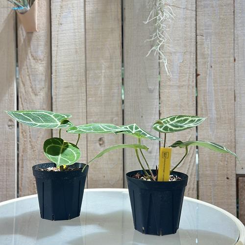 観葉植物 アンスリウム ドラヤキ(Dorayaki×Red crystallinum) 3.5号