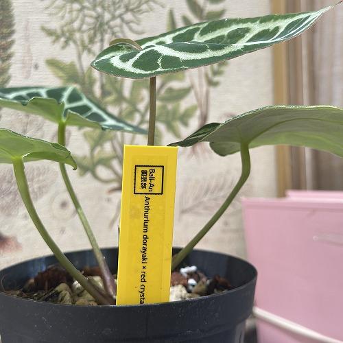 観葉植物 アンスリウム ドラヤキ(Dorayaki×Red crystallinum) 3.5号