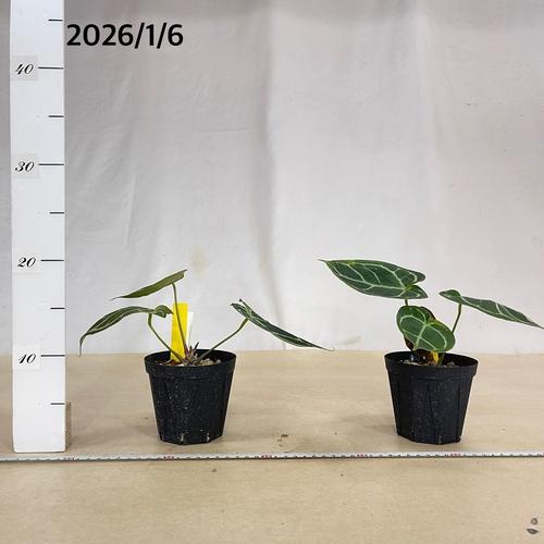 観葉植物 アンスリウム ドラヤキ(Dorayaki×Red crystallinum) 3.5号