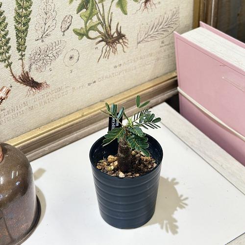 塊根植物 センナ メリディオナリス 2.5号鉢(個体おまかせ1鉢