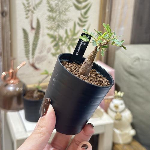 塊根植物 センナ メリディオナリス 2.5号鉢(個体おまかせ1鉢