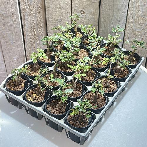塊根植物 センナ メリディオナリス 2.5号鉢(個体おまかせ1鉢