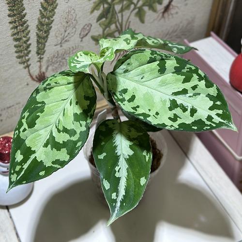 セール】アグラオネマ ピクタム トリカラー No.004 鉢、送料込 セール