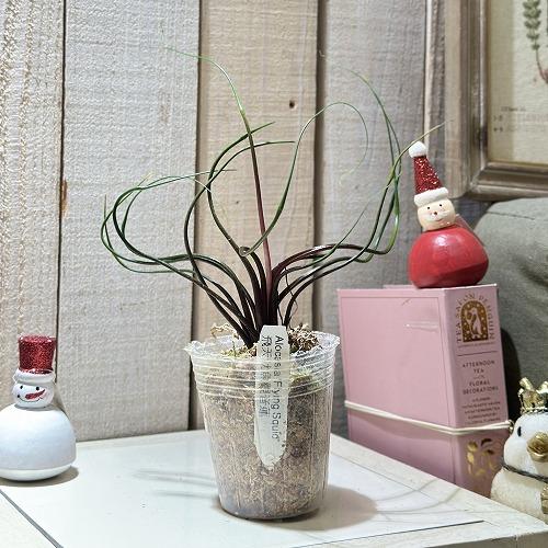 観葉植物 アロカシア フライングスクイッド 2.5号透明ポット(個体