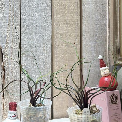 観葉植物 アロカシア フライングスクイッド 2.5号透明ポット(個体