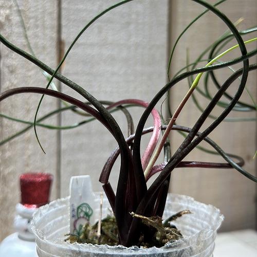 観葉植物 アロカシア フライングスクイッド 2.5号透明ポット(個体