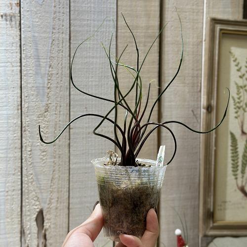 観葉植物 アロカシア フライングスクイッド 2.5号透明ポット(個体