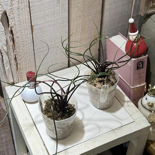 観葉植物 アロカシア フライングスクイッド 2.5号透明ポット(個体