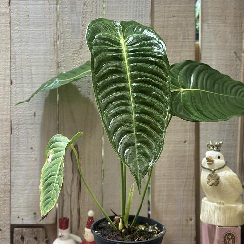 観葉植物　アンスリウム ベイチー(ヴィーチ―) 4号スリット鉢(個体おまかせ1鉢)　インテリアグリーン 室内園芸 おしゃれ 可愛い かわいい |  | 01