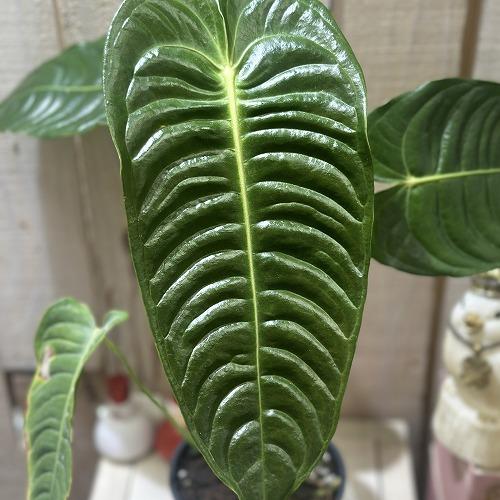 観葉植物　アンスリウム ベイチー(ヴィーチ―) 4号スリット鉢(個体おまかせ1鉢)　インテリアグリーン 室内園芸 おしゃれ 可愛い かわいい |  | 02