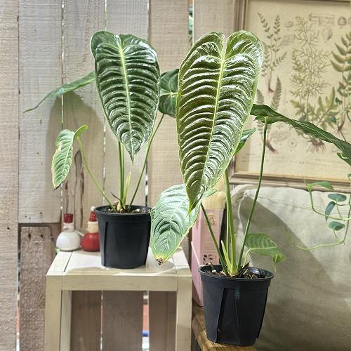 観葉植物　アンスリウム ベイチー(ヴィーチ―) 4号スリット鉢(個体おまかせ1鉢)　インテリアグリーン 室内園芸 おしゃれ 可愛い かわいい |  | 03