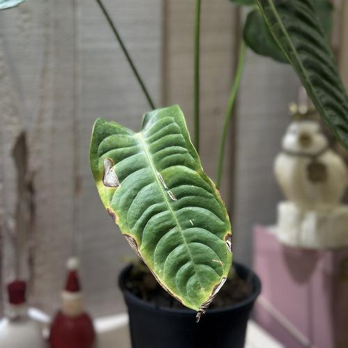 観葉植物　アンスリウム ベイチー(ヴィーチ―) 4号スリット鉢(個体おまかせ1鉢)　インテリアグリーン 室内園芸 おしゃれ 可愛い かわいい |  | 04