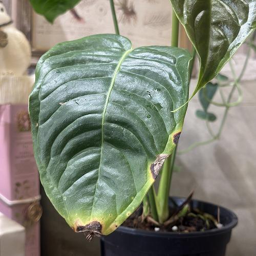 観葉植物　アンスリウム ベイチー(ヴィーチ―) 4号スリット鉢(個体おまかせ1鉢)　インテリアグリーン 室内園芸 おしゃれ 可愛い かわいい |  | 05