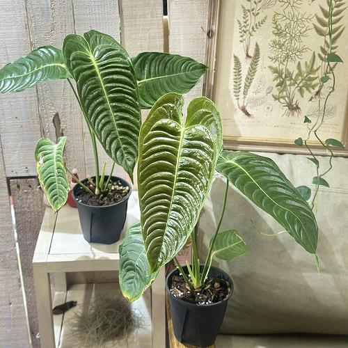 観葉植物　アンスリウム ベイチー(ヴィーチ―) 4号スリット鉢(個体おまかせ1鉢)　インテリアグリーン 室内園芸 おしゃれ 可愛い かわいい |  | 06