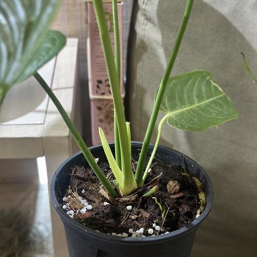 観葉植物　アンスリウム ベイチー(ヴィーチ―) 4号スリット鉢(個体おまかせ1鉢)　インテリアグリーン 室内園芸 おしゃれ 可愛い かわいい |  | 07