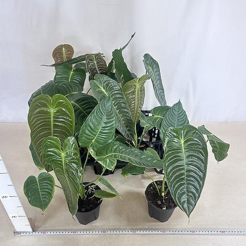 観葉植物　アンスリウム ベイチー(ヴィーチ―) 4号スリット鉢(個体おまかせ1鉢)　インテリアグリーン 室内園芸 おしゃれ 可愛い かわいい |  | 08