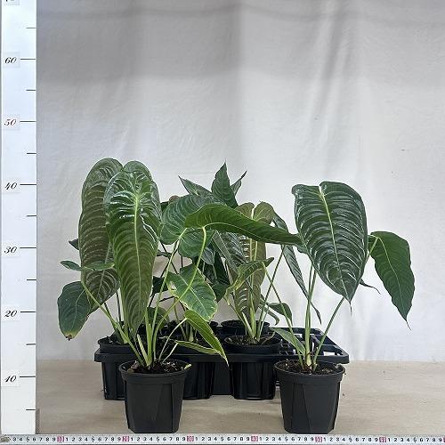 観葉植物　アンスリウム ベイチー(ヴィーチ―) 4号スリット鉢(個体おまかせ1鉢)　インテリアグリーン 室内園芸 おしゃれ 可愛い かわいい |  | 09