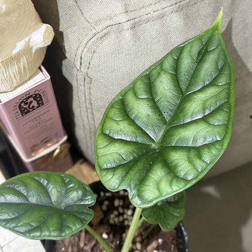 【葉傷みあり】【ボリューム少なめ】アロカシア ドラゴンスケール 3.5号ポット 細ラベル(個体おまかせ1鉢)　観葉植物 インテリアグリーン 室内園芸 おしゃれ |  | 01