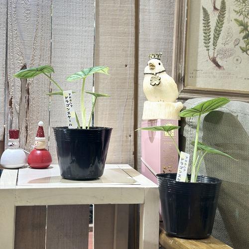 【葉傷みあり】【ボリューム少なめ】アロカシア ドラゴンスケール 3.5号ポット 細ラベル(個体おまかせ1鉢)　観葉植物 インテリアグリーン 室内園芸 おしゃれ |  | 02