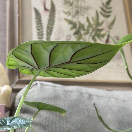 【葉傷みあり】【ボリューム少なめ】アロカシア ドラゴンスケール 3.5号ポット 細ラベル(個体おまかせ1鉢)　観葉植物 インテリアグリーン 室内園芸 おしゃれ |  | 03