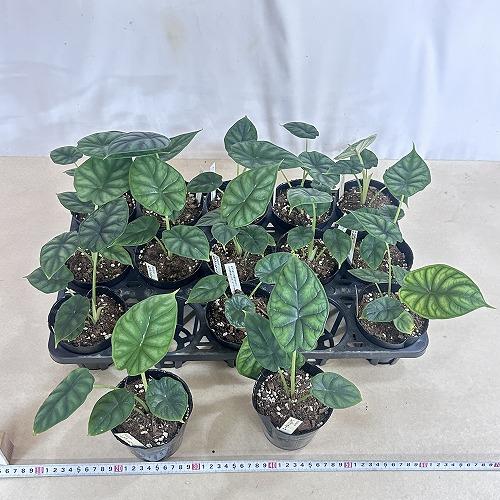 【葉傷みあり】【ボリューム少なめ】アロカシア ドラゴンスケール 3.5号ポット 細ラベル(個体おまかせ1鉢)　観葉植物 インテリアグリーン 室内園芸 おしゃれ |  | 05