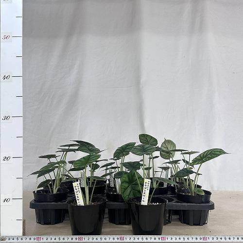 【葉傷みあり】【ボリューム少なめ】アロカシア ドラゴンスケール 3.5号ポット 細ラベル(個体おまかせ1鉢)　観葉植物 インテリアグリーン 室内園芸 おしゃれ |  | 06