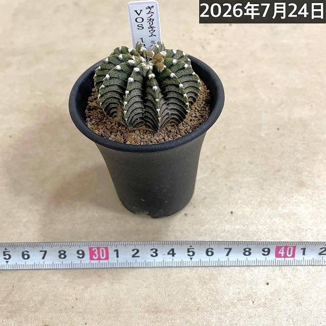 ASギムノカリキウム　ミハノビッチID：Duangmaneeサボテン 個体A】サボテン ギムノカリキウム ミハノビッチ VOS 1241 2.5号鉢