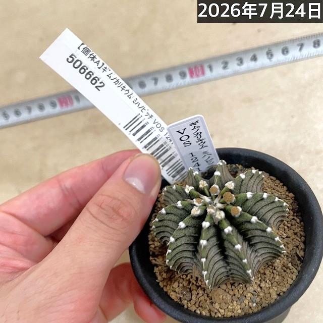 ASギムノカリキウム　ミハノビッチID：Duangmaneeサボテン 個体A】サボテン ギムノカリキウム ミハノビッチ VOS 1241 2.5号鉢