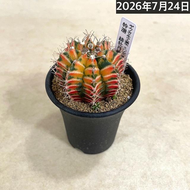 サボテン 緋牡丹錦 実生 特選(ギムノカリキウム ミハノビッチ) 2.5号