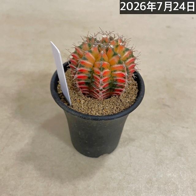 サボテン 緋牡丹錦 実生 特選(ギムノカリキウム ミハノビッチ) 2.5号