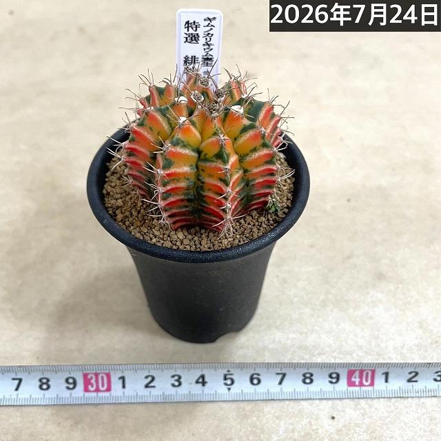 サボテン 緋牡丹錦 実生 特選(ギムノカリキウム ミハノビッチ) 2.5号