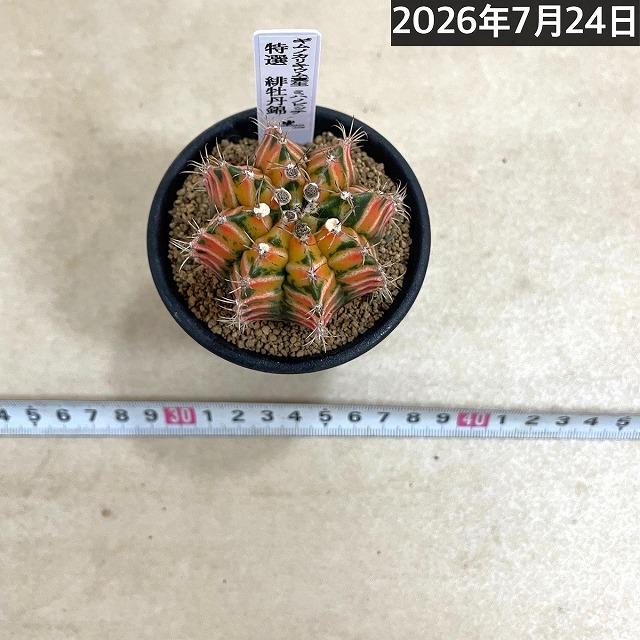 サボテン 緋牡丹錦 実生 特選(ギムノカリキウム ミハノビッチ) 2.5号