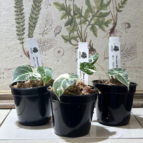 観葉植物 アロカシア ブラックベルベット ピンク斑 3号硬質ポット(個体