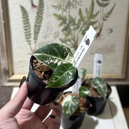 観葉植物 アロカシア ブラックベルベット ピンク斑 3号硬質ポット(個体