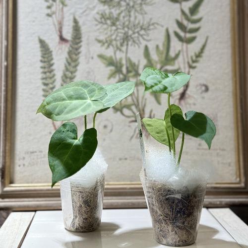 観葉植物 アンスリウム パピリラミナム 'グナヤラ' 2号(個体おまかせ1