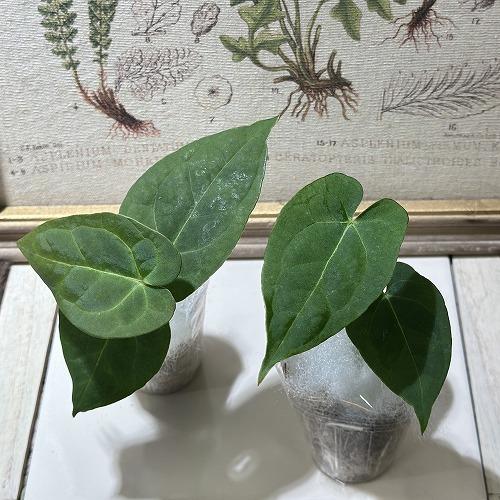 観葉植物 アンスリウム パピリラミナム 'グナヤラ' 2号(個体おまかせ1