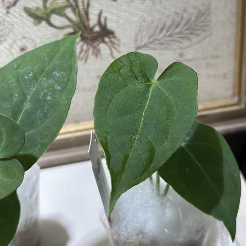 観葉植物 アンスリウム パピリラミナム 'グナヤラ' 2号(個体おまかせ1