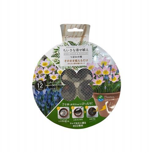 球根 7号鉢にぴったり そのまま植えるだけ　つぼみの精 2種ミックス ミニチューリップ×ムスカリ | 