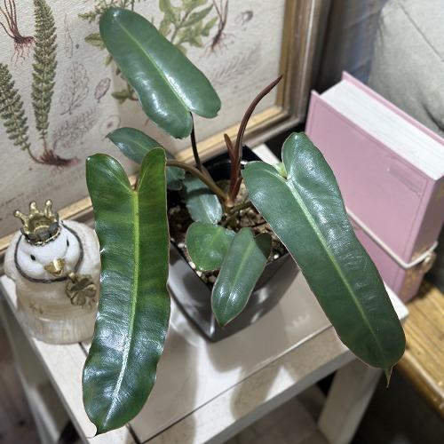 観葉植物　フィロデンドロン ビレッティアエ ブラック 4号角鉢(個体おまかせ1鉢)　インテリアグリーン 室内園芸 おしゃれ 可愛い かわいい | 