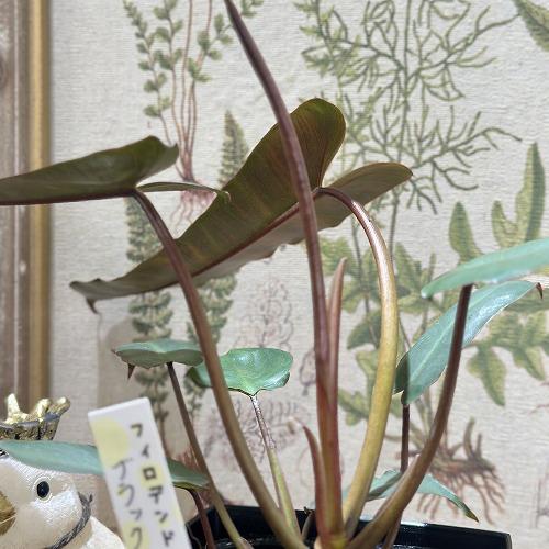 観葉植物　フィロデンドロン ビレッティアエ ブラック 4号角鉢(個体おまかせ1鉢)　インテリアグリーン 室内園芸 おしゃれ 可愛い かわいい |  | 01