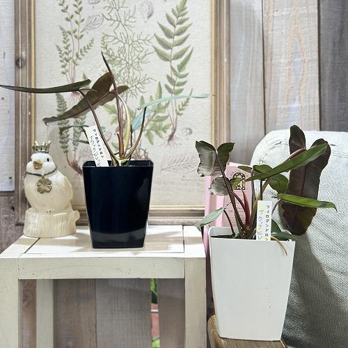 観葉植物　フィロデンドロン ビレッティアエ ブラック 4号角鉢(個体おまかせ1鉢)　インテリアグリーン 室内園芸 おしゃれ 可愛い かわいい |  | 02