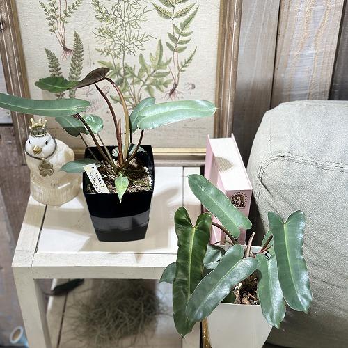 観葉植物　フィロデンドロン ビレッティアエ ブラック 4号角鉢(個体おまかせ1鉢)　インテリアグリーン 室内園芸 おしゃれ 可愛い かわいい |  | 03